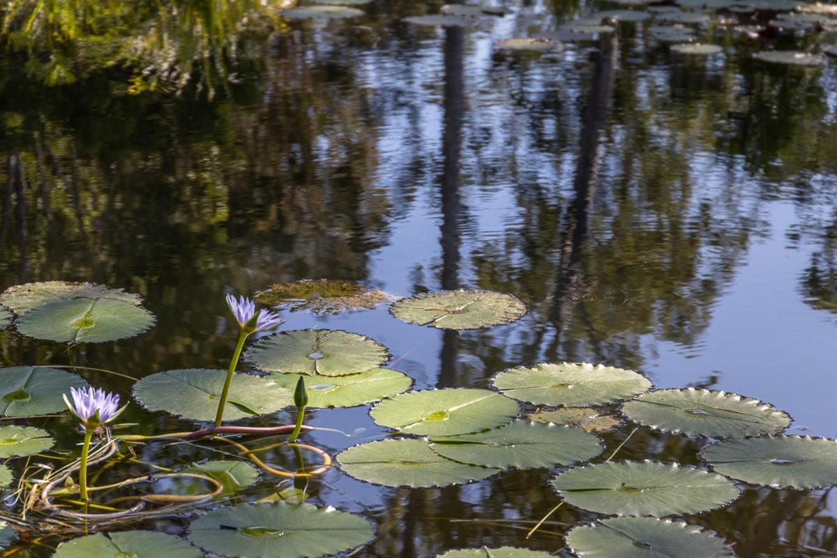 Lake Weyba Cottages Noosa Peregian Beach Buitenkant foto