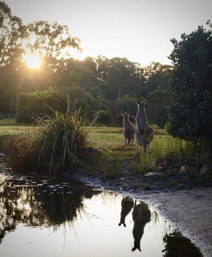Lake Weyba Cottages Noosa Peregian Beach Buitenkant foto