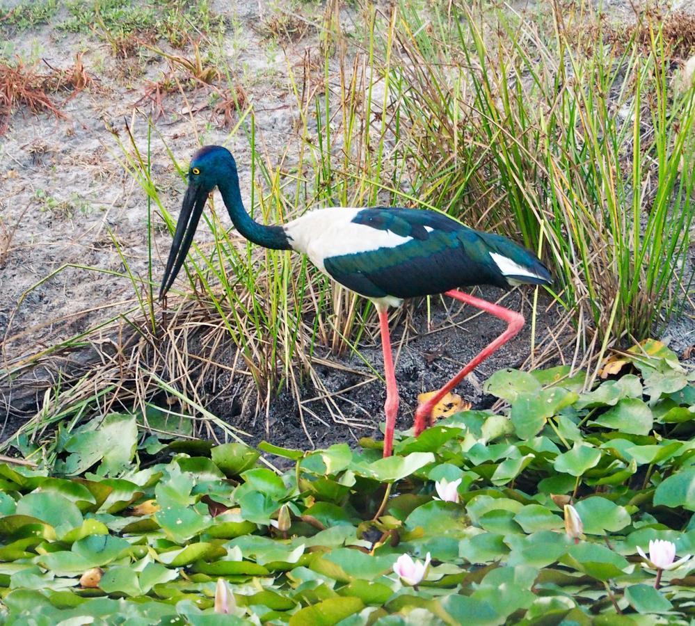 Lake Weyba Cottages Noosa Peregian Beach Buitenkant foto