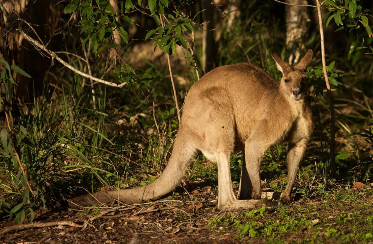 Lake Weyba Cottages Noosa Peregian Beach Buitenkant foto
